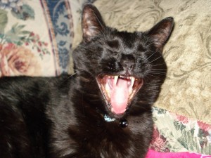 What a yawn!