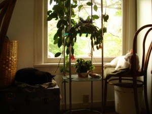 Double snooze by the window