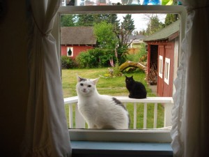 salt and pepper cats outside the kitchen