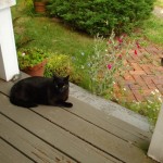 Mo guarding the porch