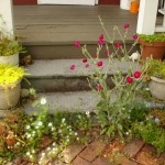 volunteer flowers springing from the walk