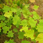 leaf cutter bee damage