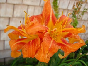 Day lily twins