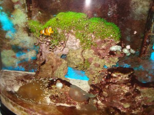 banded coral shrimp with clownfish.