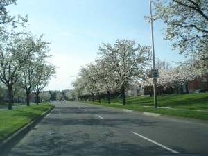 cherry tree aisle