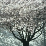 cherry tree in bloom