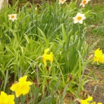 daffodils