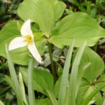 trillium